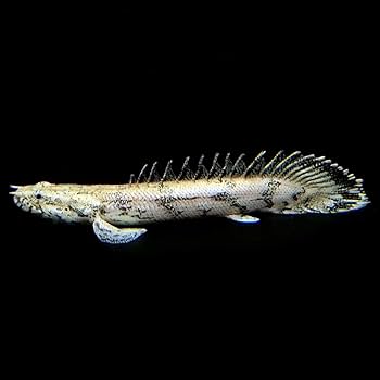 Amazon | (熱帯魚)ポリプテルス エンドリケリー （約6cm)(1匹